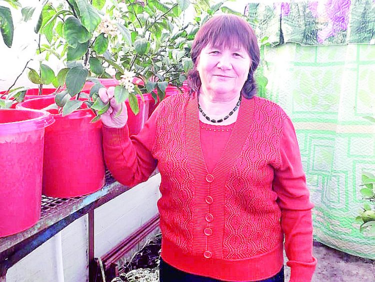 “Лимоннарым балаларым шикелле”