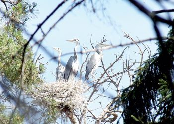“Мондый гүзәллек тагын кайда бар?!”