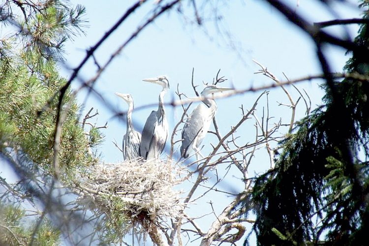 “Мондый гүзәллек тагын кайда бар?!”