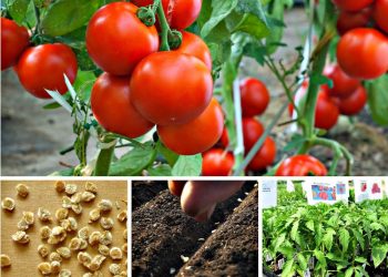 НИНДИ СОРТ ЯХШЫРАК?