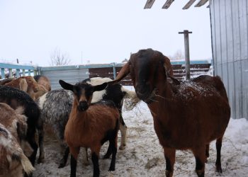 ВАХИТНЫ ШАККАТЫРГАН ЯТ КӘҖӘЛӘР