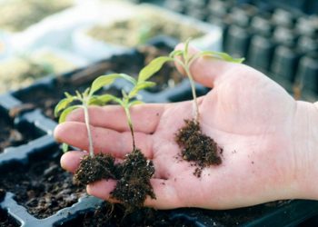 КАРАЯКНЫ НИЧЕК КИСӘТЕРГӘ?