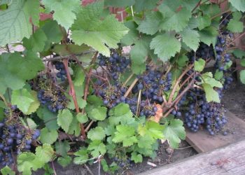 ВИНОГРАД СОРТЛАРЫ