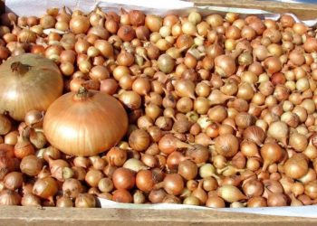 СУГАН ОРЛЫГЫ НИК САКЛАНМЫЙ?