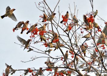 КОШЛАР КАЙТА ТУГАН ЯКЛАРГА