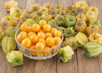 БАКЧАДА ФИЗАЛИС ҮСТЕРӘСЕЗМЕ?