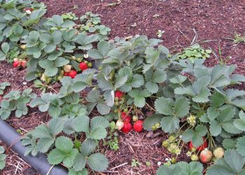 ҖИЛӘК АШЛАУ КӨТӘ