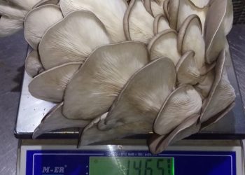 “ВЕШЕНКА ГӨМБӘСЕ ИТНЕ ДӘ АЛЫШТЫРА”