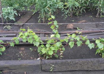 ВИНОГРАДНЫ НИЧЕК УТЫРТЫРГА?