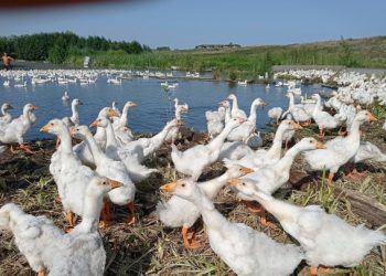 “ЛИНДА” ТОКЫМЛЫ КАЗЛАРНЫҢ ИТЕ ТӘМЛЕ БУЛА”