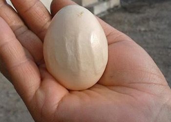 ЙОМЫРКАДАГЫ ЯЗУЛАР АЛЛАҺ ХӘБӘРЕМЕ?