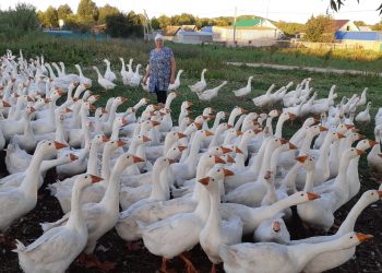 “КАЗЛАРЫБЫЗНЫ ЯҢА ЕЛГА ХӘТЛЕ АЛЫП БЕТЕРӘЛӘР”