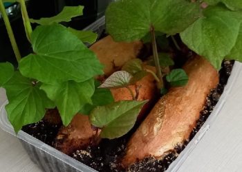 ТАНЫШ БУЛЫГЫЗ — БАТАТ