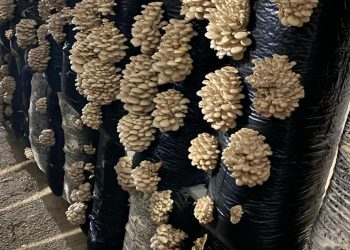 “Бер көнгә 300 кг гөмбә уңышы җыйган бар”