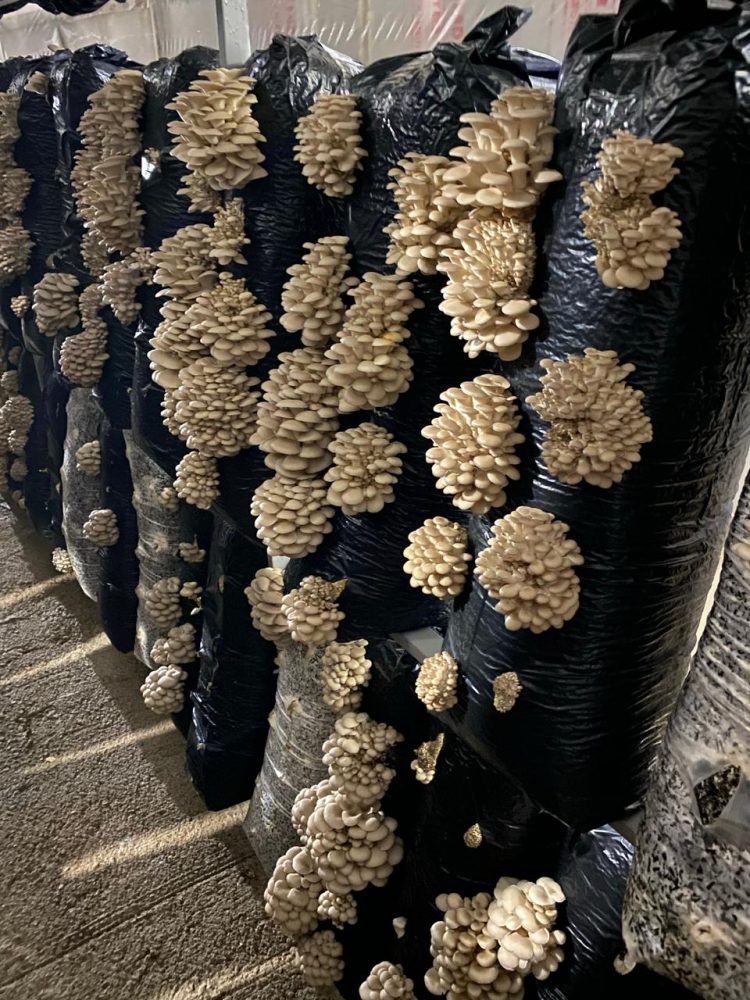 “Бер көнгә 300 кг гөмбә уңышы җыйган бар”