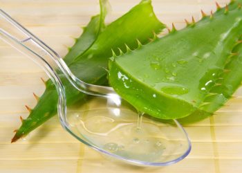 ЧЫБЫКЧАНЫ АЛОЭ ТИЗРӘК ТАМЫРЛАНДЫРАЧАК