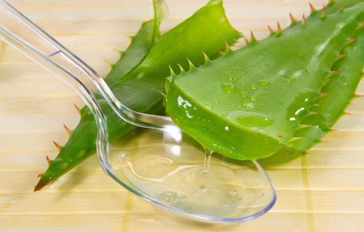 ЧЫБЫКЧАНЫ АЛОЭ ТИЗРӘК ТАМЫРЛАНДЫРАЧАК