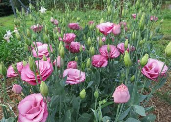 ЭУСТОМА ЧӘЧӘРГӘ ВАКЫТ