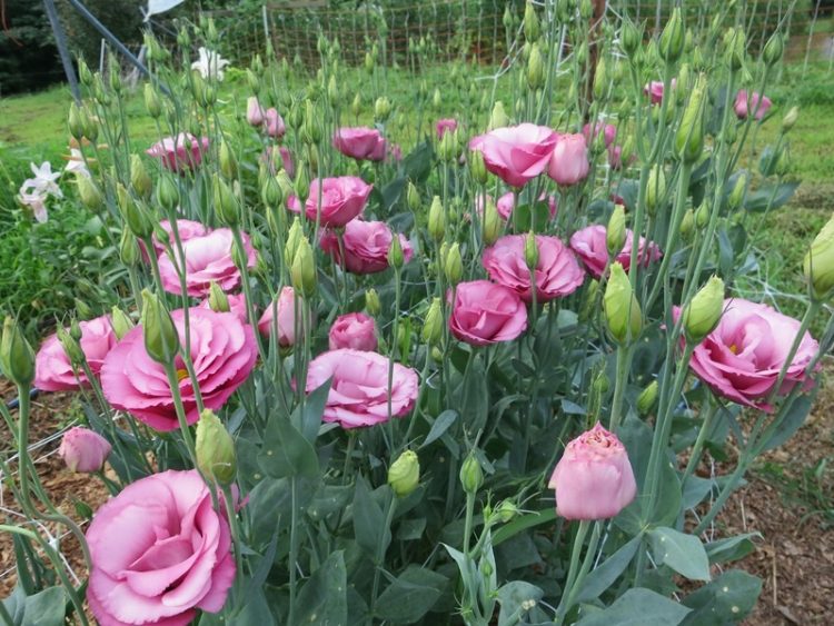 ЭУСТОМА ЧӘЧӘРГӘ ВАКЫТ