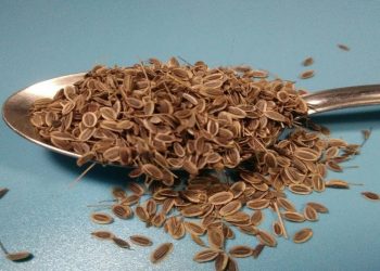 ҮЗЕ ГАДИ, ҮЗЕ ШИФА