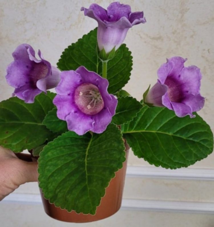 ГЛОКСИНИЯ КАЙЧАН УЯНА?