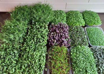 “ЯШЕЛ ТӘМЛӘТКЕЧЛӘР ЯРДӘМЕНДӘ ГЕНӘ САВЫКТЫМ”