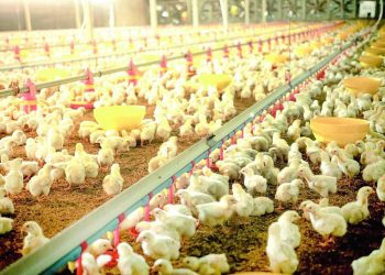 КОШ-КОРТКА СУБСИДИЯ НИЧЕК БИРЕЛӘ?