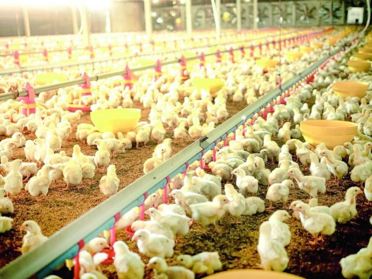 КОШ-КОРТКА СУБСИДИЯ НИЧЕК БИРЕЛӘ?