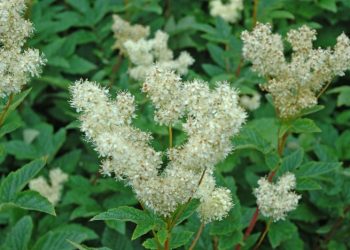 ТУБЫЛГЫ 40 ЧИРГӘ ДӘВА