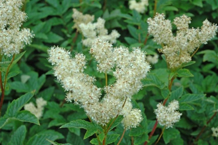 ТУБЫЛГЫ 40 ЧИРГӘ ДӘВА