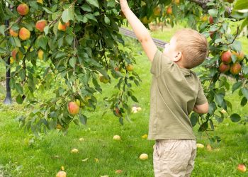 НИНДИ СОРТ ГРУША УТЫРТЫРГА?