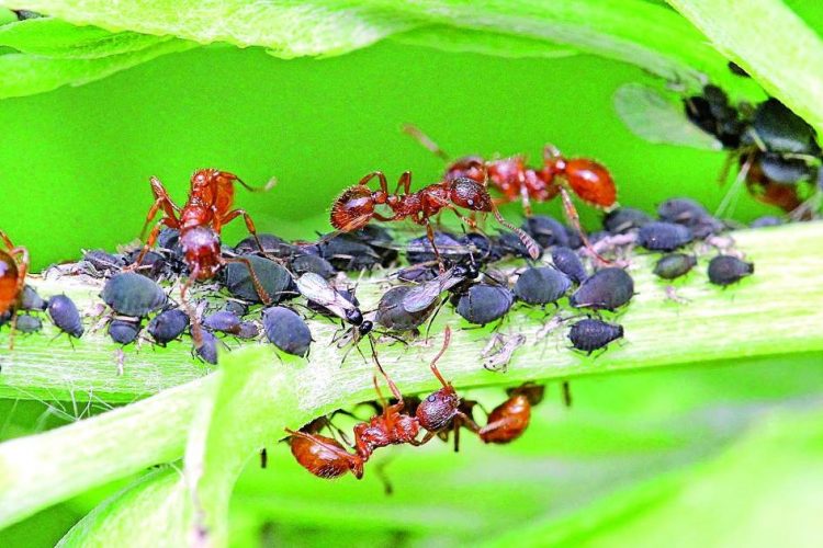 КЫРМЫСКАЛАРНЫ НИЧЕК БЕТЕРЕРГӘ?