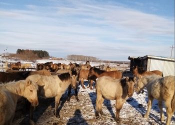 “АТЛАР ТАЛЫМСЫЗ, СУЫККА ЧЫДАМ”