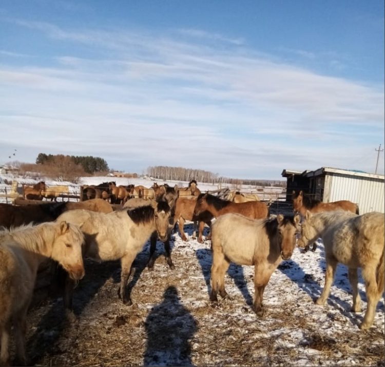 “АТЛАР ТАЛЫМСЫЗ, СУЫККА ЧЫДАМ”