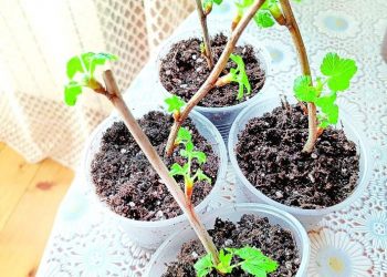 КАРЛЫГАННЫ ӨЙДӘ ҮРЧЕТӘБЕЗ