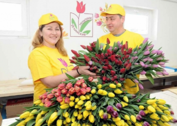 “ЛАЛӘЛӘРНЕ ЧӘЧӘК АТКАНЧЫ КИСЕП АЛАБЫЗ”