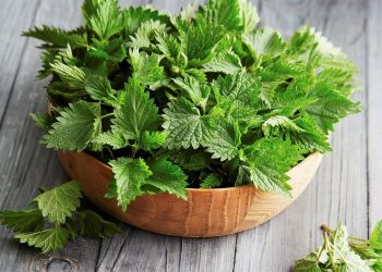 МАЙ КЫЧЫТКАНЫ