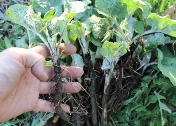 ТАМЫРЛАР ҖЫЯР ЧАК