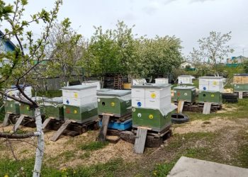 “БАЛ КОРТЛАРЫ ЯХШЫ КЫШЛАДЫ”