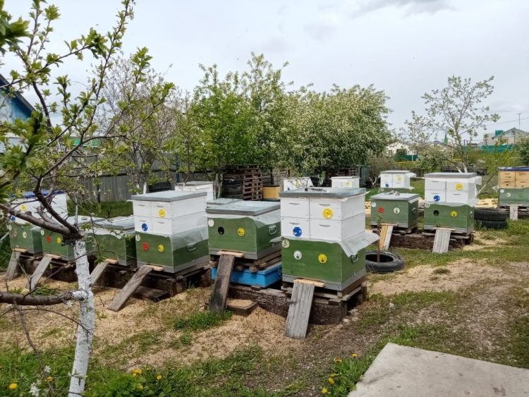 “БАЛ КОРТЛАРЫ ЯХШЫ КЫШЛАДЫ”