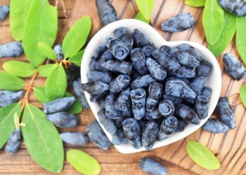 ЗЕЛПЕ — БЕРЕНЧЕ ҖИМЕШ КУАГЫ