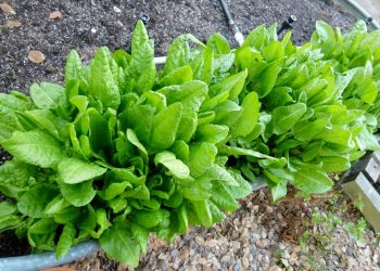 КУЗГАЛАК ЯЗГЫ АВИТАМИНОЗДАН САКЛАНЫРГА БУЛЫША