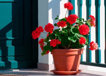 ӨЙДӘН ГӨЛ АЛЫРГА ЯРЫЙМЫ?