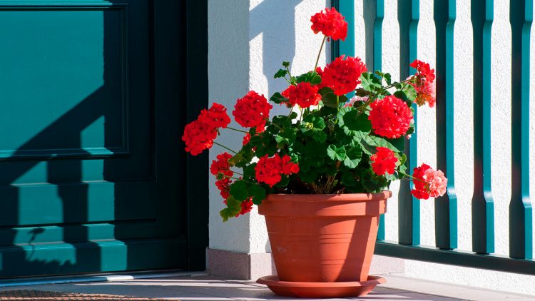 ӨЙДӘН ГӨЛ АЛЫРГА ЯРЫЙМЫ?