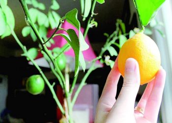 ЛИМОННЫ НИЧЕК ҮСТЕРЕРГӘ?