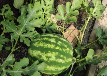 “КАРБЫЗ ҖИРДӘ ТӘГӘРӘП ҮСӘ”