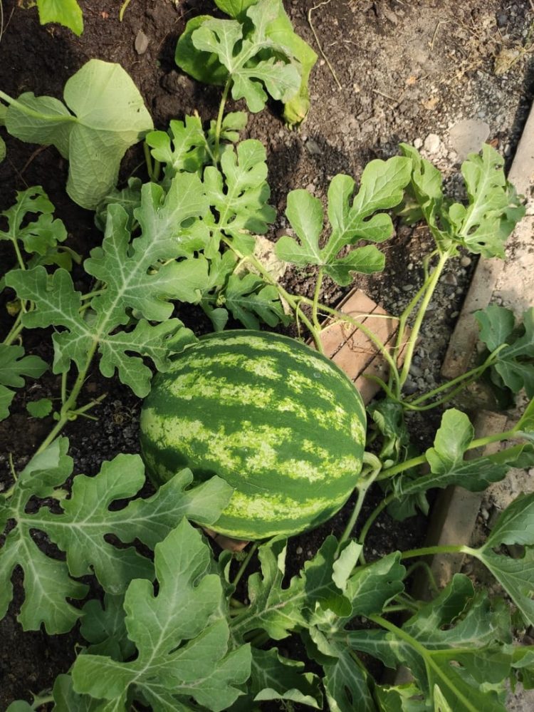 “КАРБЫЗ ҖИРДӘ ТӘГӘРӘП ҮСӘ”