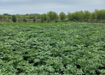 БӘРӘҢГЕНЕҢ ТӨБЕН НИЧӘ ТАПКЫР ӨЯРГӘ?