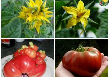 ПОМИДОРНЫҢ ЧӘЧӘКЛӘРЕ НИК КАТЛЫ?