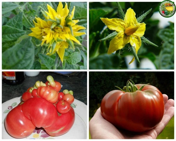 ПОМИДОРНЫҢ ЧӘЧӘКЛӘРЕ НИК КАТЛЫ?